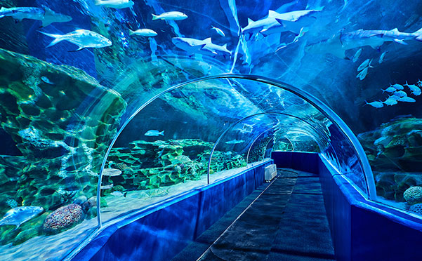 VGP Marine Kingdom: A Fascinating Underwater Experience in&nbsp;Chennai