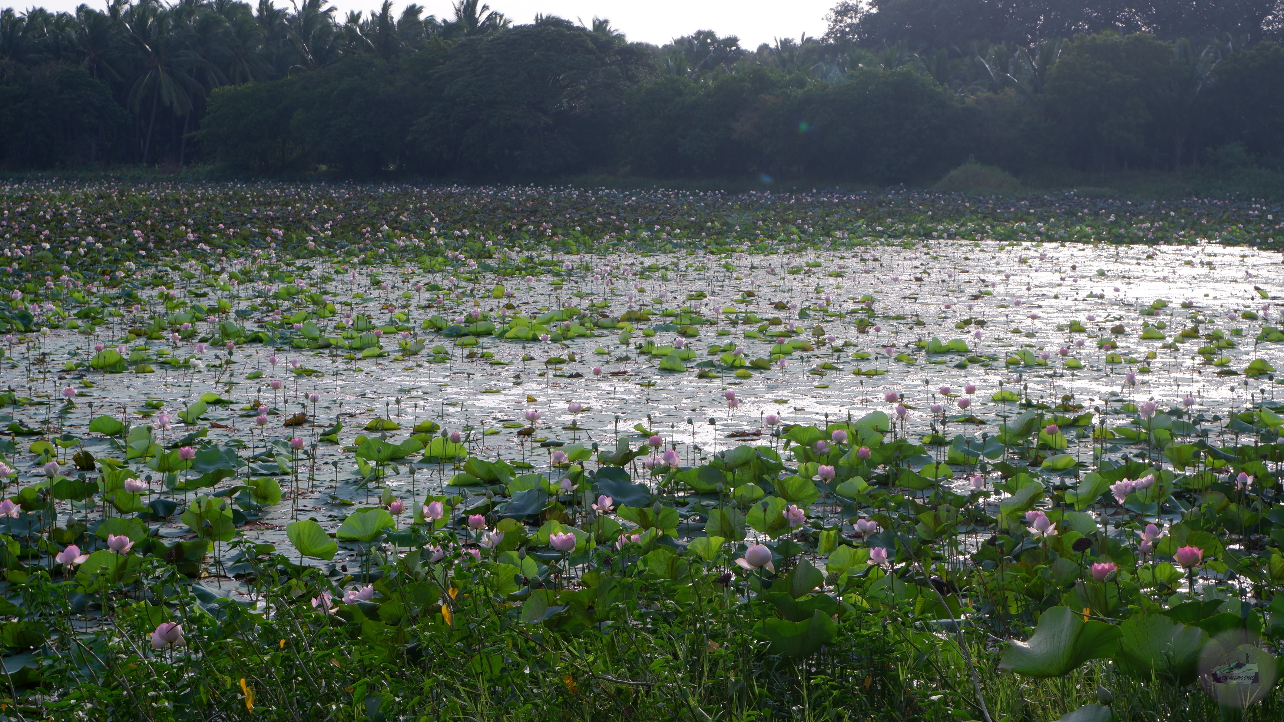 Lotus ponds
