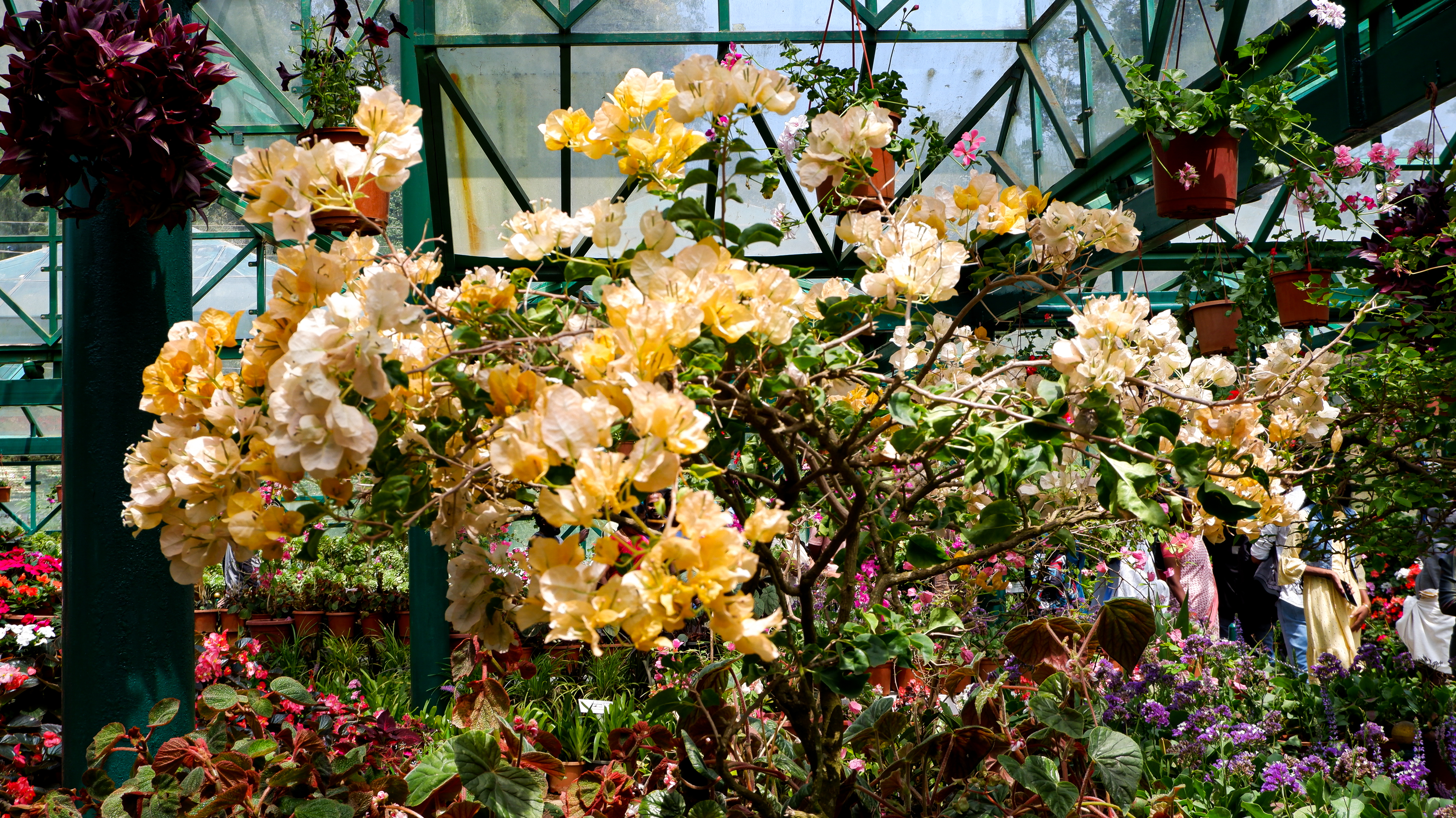 Golden Bougainville