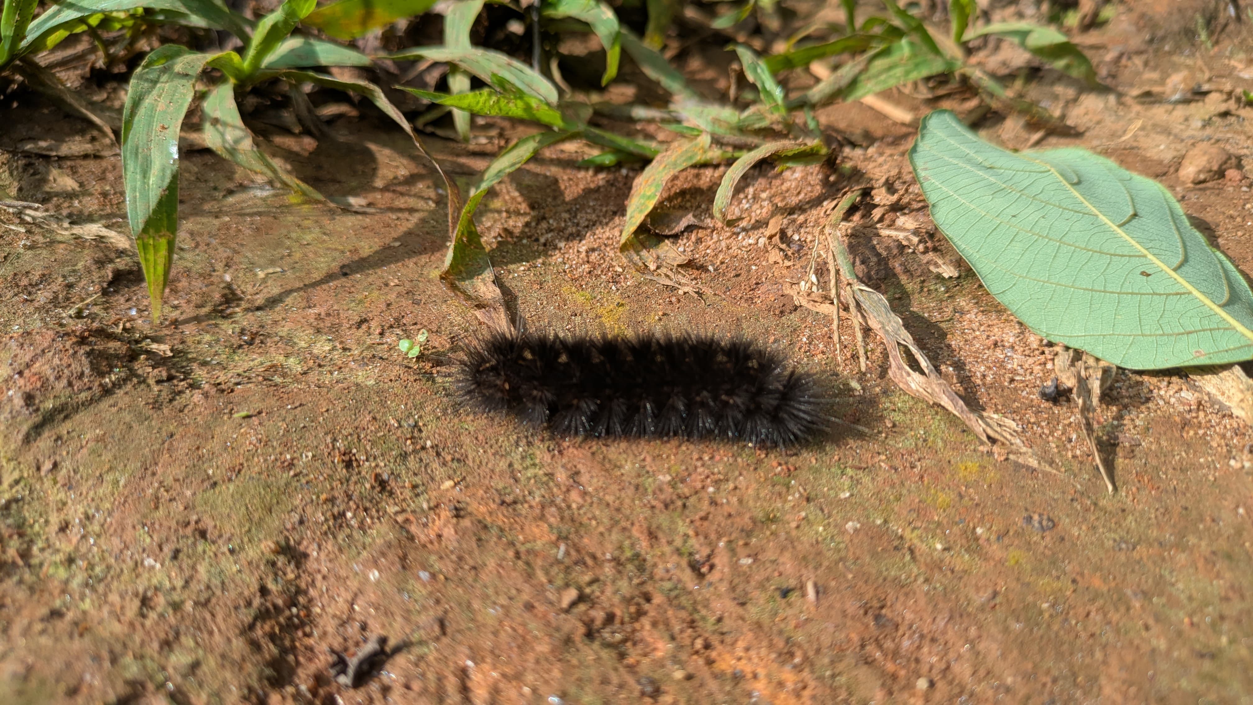 Beautiful Black Caterpillar